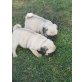 Mops - Rüde