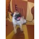 Mops - Rüde