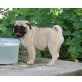 Mops - Rüde