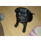 Mops - Rüde
