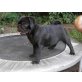Mops - Rüde