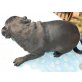 Mops - Rüde