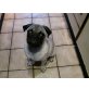 Mops - Rüde