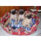 Mops Welpen (2 Hündin, 1 Rüde), Mops - Hündin