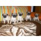 Mops Welpen - Hündin