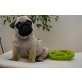 Mops Welpen - Hündin