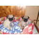 Mops Welpen (Hündin, Rüde), Mops Welpen - Rüde