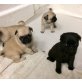 --Mops Welpen, Mops - Rüde
