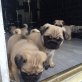 Mops-Welpen, Mops - Rüde