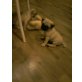 Mops Welpen, Mops Welpen - Rüde