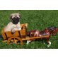 Mops Welpen - Rüde