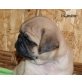 Mops Welpen - Rüde