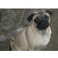 Mops Welpen - Rüde