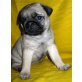 Mops Welpen - Rüde