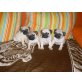 Mops Welpen - Rüde