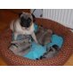 Mops Welpen - Rüde