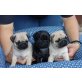 Mops Welpen - Rüde