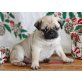 Mops Welpen - Rüde