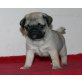 Mops Welpen - Rüde