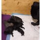 Mops Welpen - Rüde