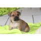 Mops X Zwergpinscher - Rüde