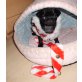 Mopsbabys suchen Traumplatz, Mops Welpen - Hündin