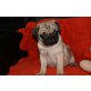 Mopswelpe beige Bounty vom Königreich  MPRV, Mops Welpen - Rüde