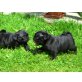 Mopswelpen schwarz auch Minimops, Mops Welpen - Rüde