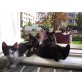 Mora, Europäische Kurzhaarkatze - Katze
