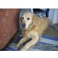 Mora, Golden Retriever - Hündin