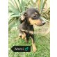 Morci, Pinscher-Mischling Welpen - Rüde