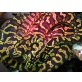Morelia spilota cheynei