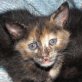 Morena, Langhaar-Mix - Katze