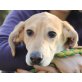 Moreneta, Labrador Doggen Mix Welpen - Hündin