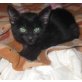 Moreno, kleiner schwarzer Schmuser - Kater