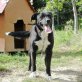 Morete, Border-Collie-Mix - Rüde