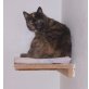 Morgaine, Schildpattkatze Morgaine sucht zuhause! - Katze