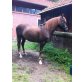 Morgan Horse-Reitpony - Wallach