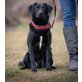 Morgan, Labrador-Mischling - Rüde