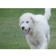 Morgo, Kuvasz-Mix - Rüde