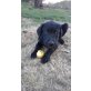 Morgo, Labrador - Rüde