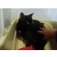 Morita, Wunderschöne Schildpatt - Katze