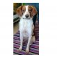 Moritz, Bretonischer Spaniel - Rüde