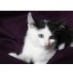 Moritz, Europäische Kurzhaarkatze - Kater