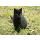 Moritz, Hauskatze - Kater