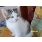 Moritz, Hauskatze - Kater