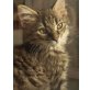 Moritz, Kater - Kater