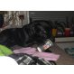 Moritz, Labrador-Mix - Rüde