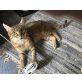 Moritz, Mischling - Kater