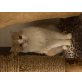 Moritz, Norwegische Waldkatze mix - Kater